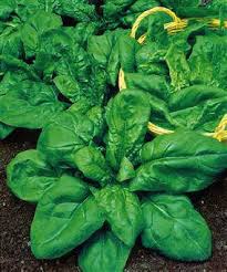 SPINACIO GIGANTE INVERNO GR.200